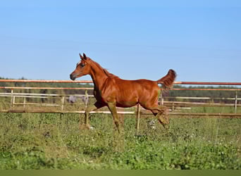 Arabian horses, Mare, Foal (01/2025), Chestnut-Red