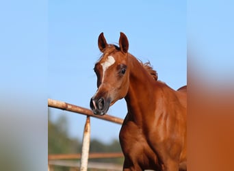 Arabian horses, Mare, Foal (01/2025), Chestnut-Red