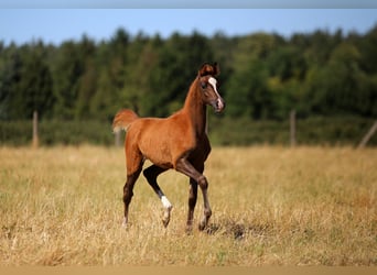 Arabian horses, Mare, , Chestnut-Red