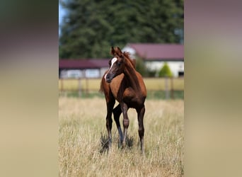 Arabian horses, Mare, , Chestnut-Red