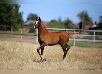 Arabian horses, Mare, , Chestnut-Red