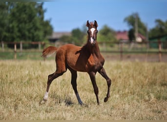 Arabian horses, Mare, , Chestnut-Red
