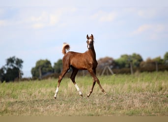 Arabian horses, Mare, Foal (04/2025), Chestnut-Red