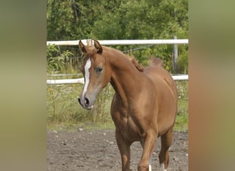 Arabian horses, Mare, Foal (03/2025), Chestnut-Red