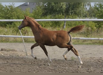 Arabian horses, Mare, Foal (03/2025), Chestnut-Red