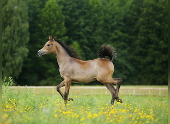 Arabian horses, Mare, Foal (02/2023), Gray