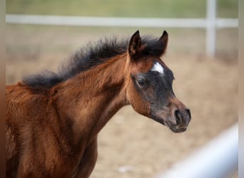 Arabian horses, Mare, Foal (02/2026), Grey
