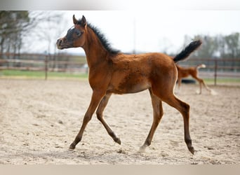 Arabian horses, Mare, Foal (02/2026), Grey