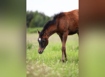 Arabian horses, Mare, Foal (02/2026), Grey