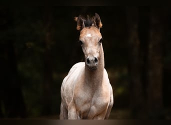 Arabian horses, Mare, Foal (01/2026), Grey