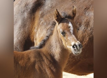 Arabian horses, Mare, Foal (02/2026), Smoky-Black