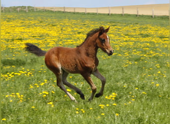 Arabian horses, Mare, Foal (02/2026), Smoky-Black