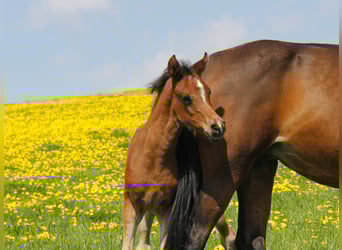 Arabian horses, Mare, Foal (02/2026), Smoky-Black