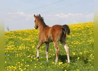 Arabian horses, Mare, Foal (02/2026), Smoky-Black
