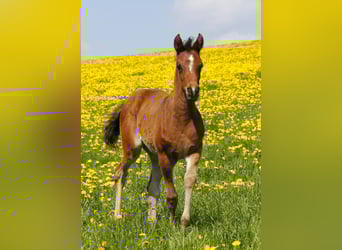 Arabian horses, Mare, Foal (02/2026), Smoky-Black