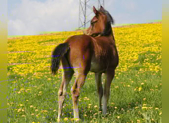 Arabian horses, Mare, Foal (02/2026), Smoky-Black