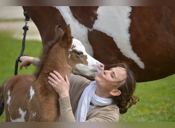 Arabian horses, Mare, Foal (03/2026), Tovero-all-colors