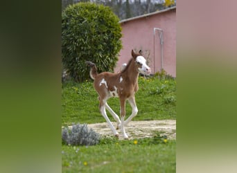Arabian horses, Mare, Foal (03/2026), Tovero-all-colors