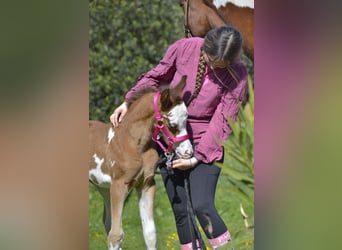 Arabian horses, Mare, Foal (03/2026), Tovero-all-colors