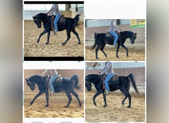 Arabian horses, Stallion, 10 years, 14,2 hh, Black