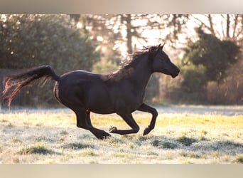 Arabian horses, Stallion, 10 years, 14,2 hh, Black