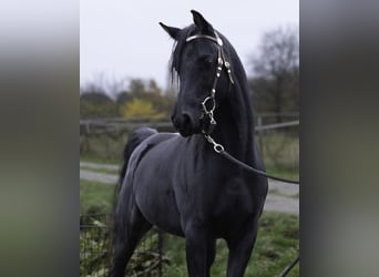 Arabian horses, Stallion, 10 years, 14,2 hh, Black