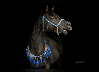 Arabian horses, Stallion, 10 years, 14,2 hh, Black