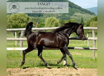 Arabian horses, Stallion, 10 years, 14,2 hh, Bay-Dark