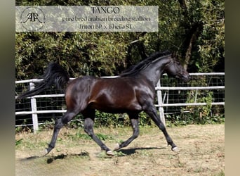 Arabian horses, Stallion, 10 years, 14,2 hh, Bay-Dark