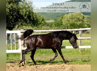 Arabian horses, Stallion, 10 years, 14,2 hh, Bay-Dark