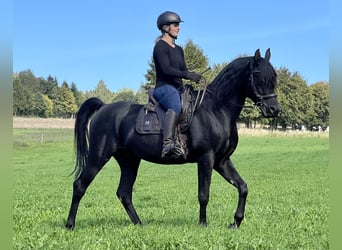 Arabian horses, Stallion, 10 years, 15.1 hh, Black