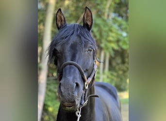 Arabian horses, Stallion, 10 years, 15.1 hh, Black