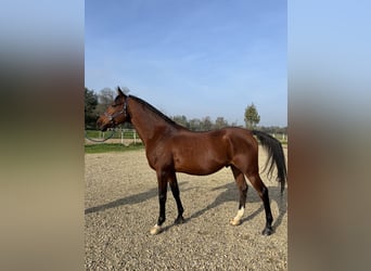 Arabian horses, Stallion, 10 years, 15,1 hh, Brown