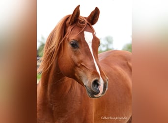 Arabian horses, Stallion, 10 years, 15.2 hh, Chestnut-Red
