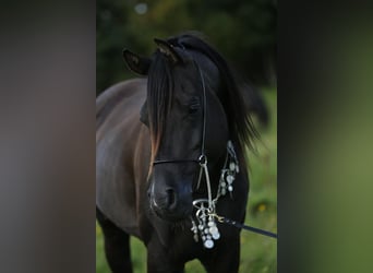 Arabian horses, Stallion, 11 years, 15.1 hh, Black