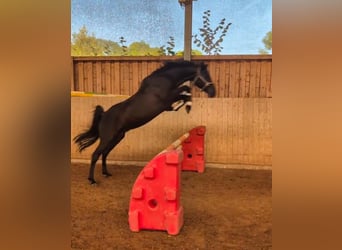 Arabian horses, Stallion, 11 years, 15 hh, Black