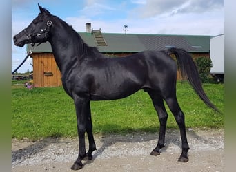 Arabian horses, Stallion, 12 years, 14,2 hh, Black