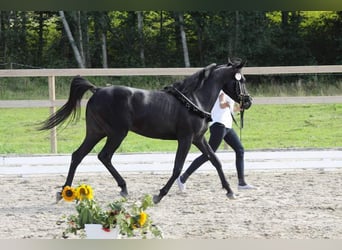 Arabian horses, Stallion, 12 years, 14,2 hh, Black