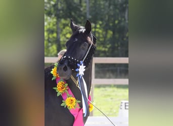 Arabian horses, Stallion, 12 years, 14,2 hh, Black