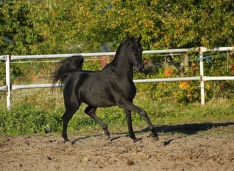 Arabian horses, Stallion, 12 years, 15.1 hh