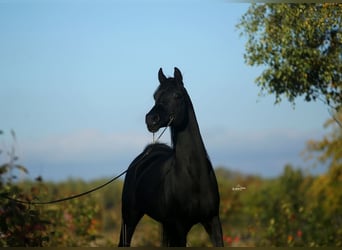 Arabian horses, Stallion, 12 years, 15.1 hh