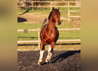 Arabian horses, Stallion, 12 years, 15.1 hh, Tobiano-all-colors