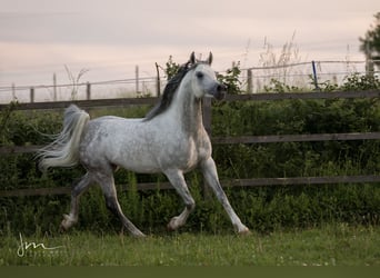 Arabian horses, Stallion, 12 years, 15 hh, Gray-Fleabitten