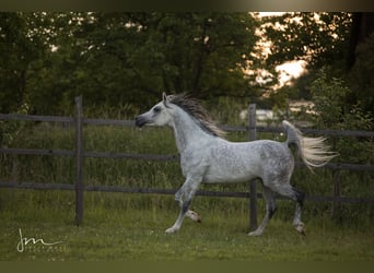 Arabian horses, Stallion, 12 years, 15 hh, Gray-Fleabitten