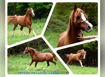 Arabian horses, Stallion, 13 years, 14,1 hh, Sorrel