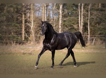 Arabian horses, Stallion, 13 years, 15.2 hh, Black