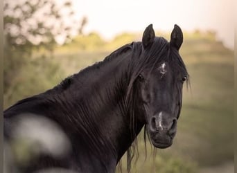 Arabian horses, Stallion, 13 years, 15.2 hh, Black
