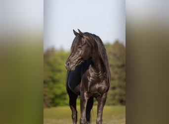 Arabian horses, Stallion, 13 years, 15.2 hh, Black