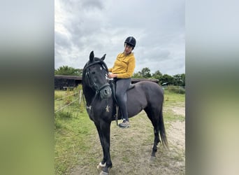 Arabian horses, Stallion, 13 years, 15.2 hh, Black