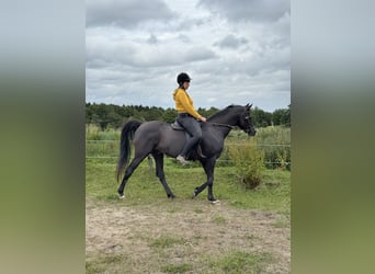 Arabian horses, Stallion, 13 years, 15.2 hh, Black